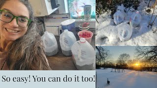 Easy Winter Gardening: Milk Jug Greenhouse DIY 🌱