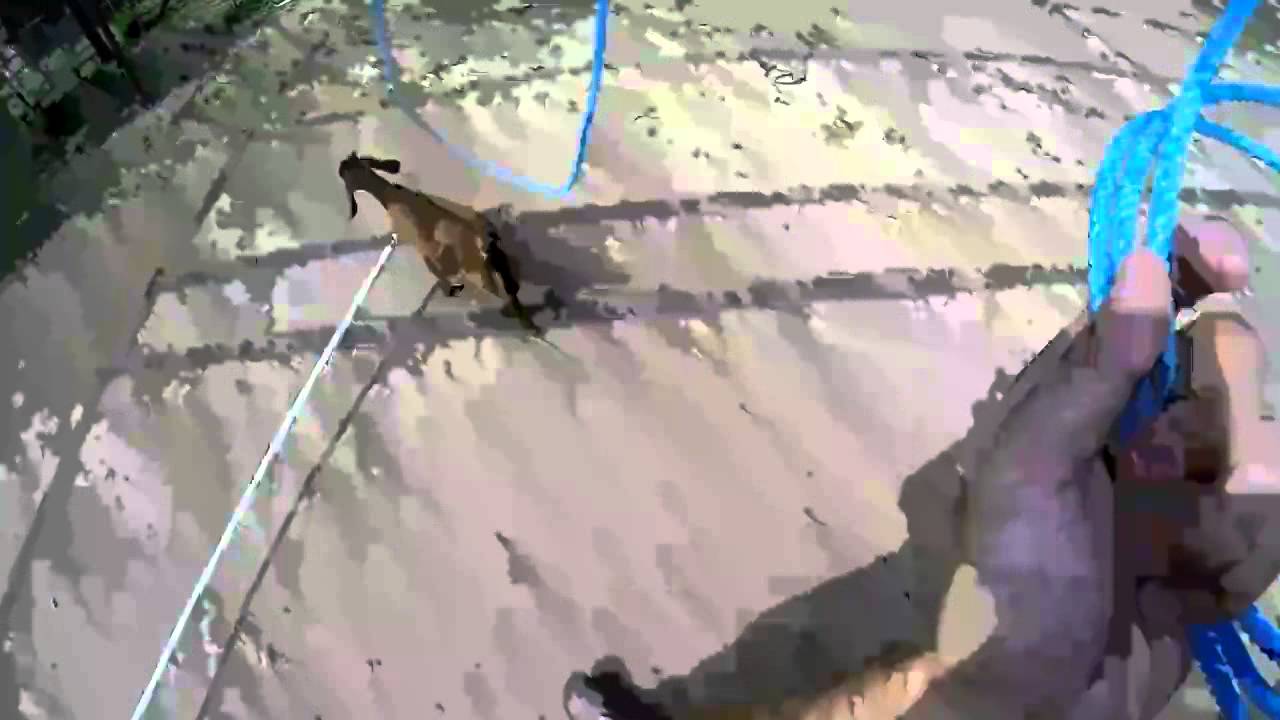 goat roping 4 13 - YouTube