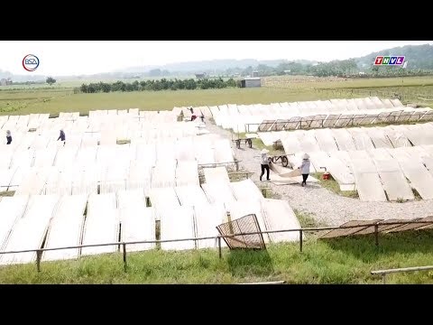 Video Khởi nghiệp từ miến dong, đặc sản danh tiếng miền Bắc... - youtube