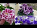 100 ФОТО ФИАЛОК С НАЗВАНИЯМИ СОРТОВ🌸🌺🌼