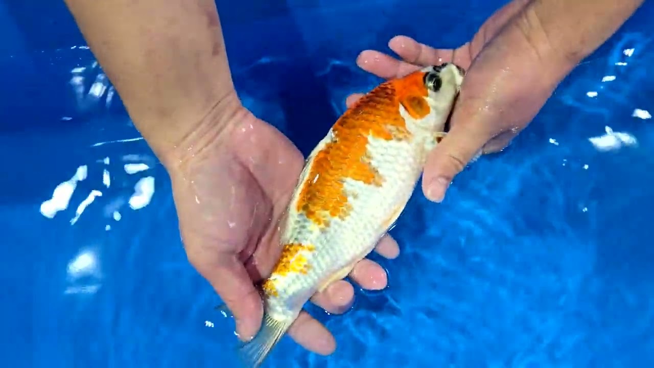 第5回ライブ鯉カップ Part II】260215-003の出品鯉のご紹介！！ - YouTube