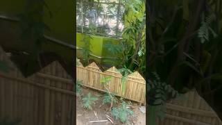 “A bamboo fence is not just decoration, it’s nature protecting nature.” 🍃 #bamboopanels #viral