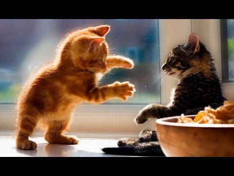 Самые Смешные И Милые Котята В Мире! Лучшие Видео С Котами И Котятами!