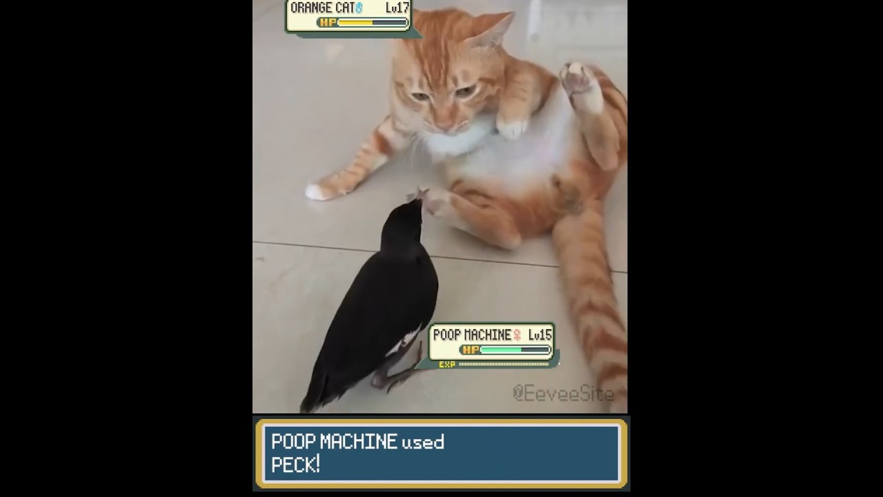 ORANGE CAT vs BIRD Pokemon Battle🐈🐤!! - EeveeSite 