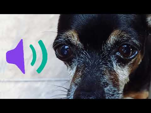 Dogs Barking and