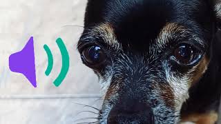 Dogs Barking And Growling Pinscher Barking