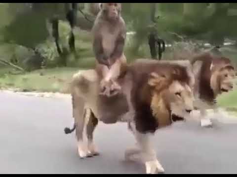 عندما يركب القرد فوق الأسد 