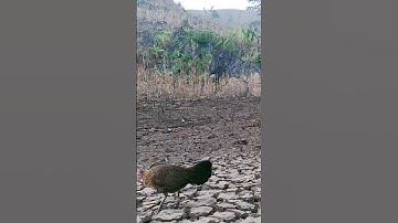 Gà rừng mái gọi trống vừa bây vừa chạy. Poj qiab qus xeev lau yag dhia ceev tiag tiag