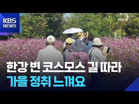 ‘꽃멍’하러 구리로 ‘온’-코스모스, 도시를 물들이다 / KBS 2026.10.10.