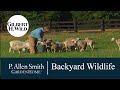 Backyard  Wildlife | Garden Home (711)