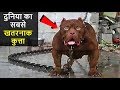 ❌दुनिया के 10 सबसे खतरनाक कुत्ते  | 10 MOST DANGEROUS DOGS IN THE WORLD