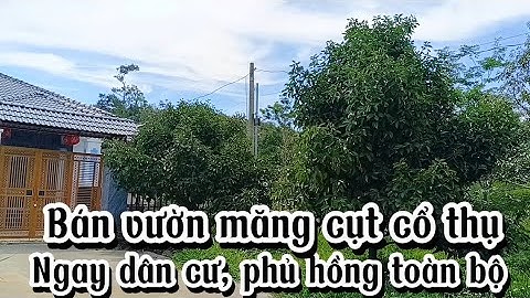 Bán vườn măng cụt 20 năm tuổi|| Ngay dân cư hiện hữu|| Gần chợ, trường học