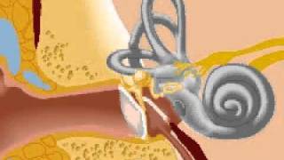 How Your Body Works: Inner Ear