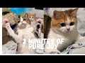 Funny & Cute Cats Playing with Toy – Try Not to Smile 😻