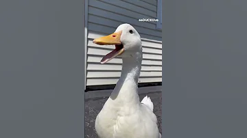 البطة المرعبة البطة البطة Scary Duck 