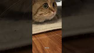 Sounds to make cat come out of hiding | Works every single time!