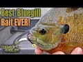 Best big bluegill bait ever  how to  todays angler