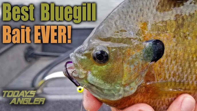 The Best Bluegill Bait that's not Worms! You'll be Shocked! 