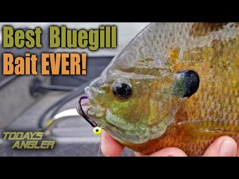 Best BIG Bluegill Bait Ever!! - How To - Todays Angler 