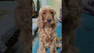 Living rent free | Fluffy de spaniel | English cocker spaniel #shortsyoutube #cockerspaniel #funny