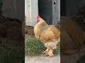 Fanc chicken #youtubeshorts #shortfeed #viralvideo
