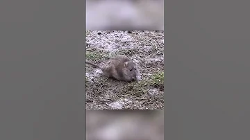 Крысиный волк. Чужой среди своих. Крысобой
