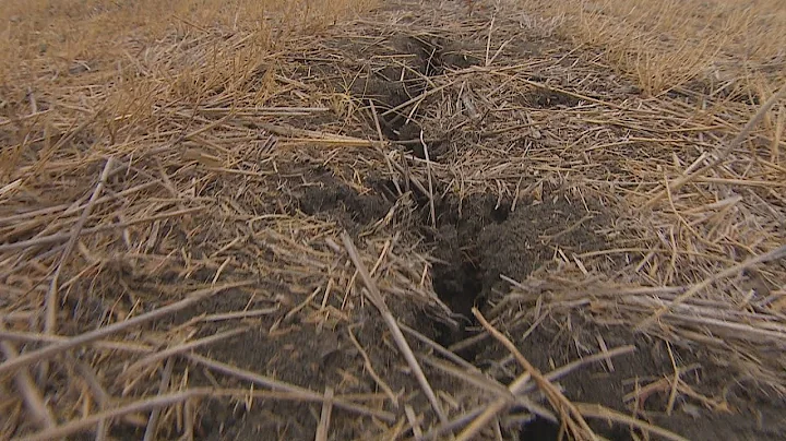 Prairie drought drives Canada's canola, wheat prod...