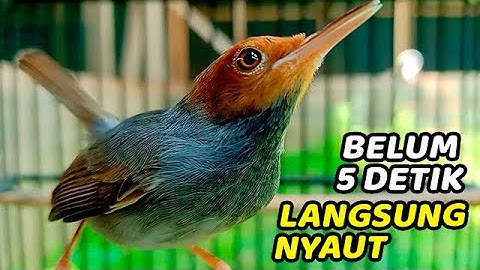 MASTERAN PRENJAK BAHAN, MUDA HUTAN, OMBYOKAN AGAR RAJIN BUNYI