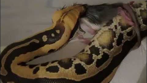 P. Breitensteini Feeding - VPI Striped Borneo Short-Tail Python
