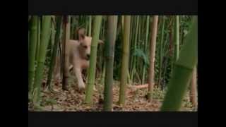Lost-краткое содержание фильма в песне Lost-краткое содержание фильма в песне