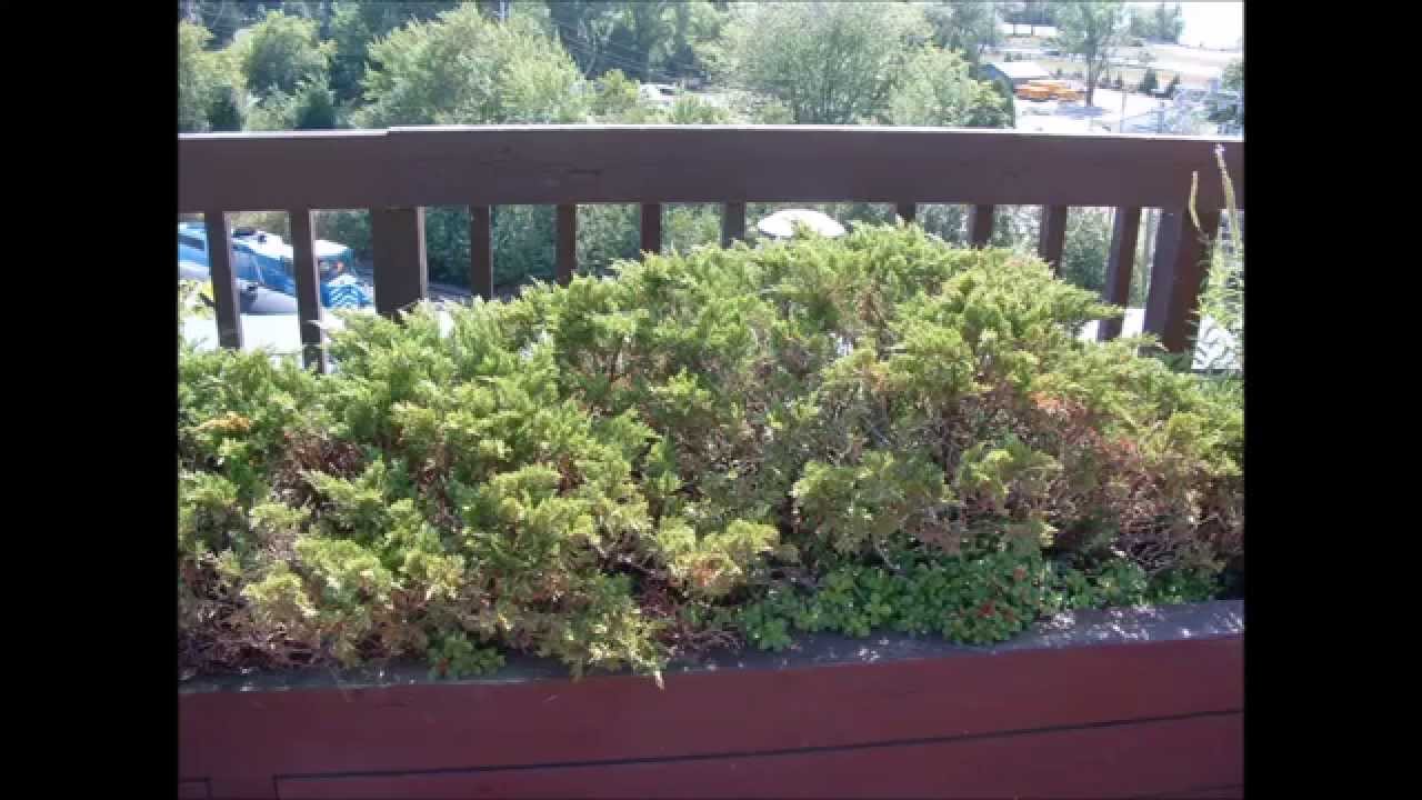 ONR Residential building gardens