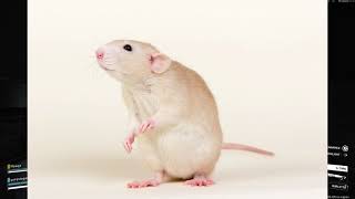 arc raiders Rat plays pay