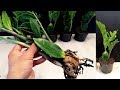 How to Propagate a ZZ plant from leaf very easy / Zanzibar Gem