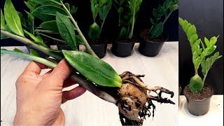 How to Propagate a ZZ plant from leaf very easy / Zanzibar Gem