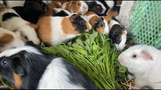 Little Guinea Pigs Gave Birth To Their First Litter 0f 3 Pups