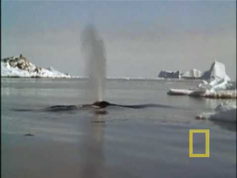 Crittercam: Bowhead Whale