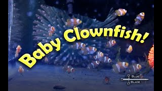 Breeding and raising Clownfish  Amphiprion ocellaris