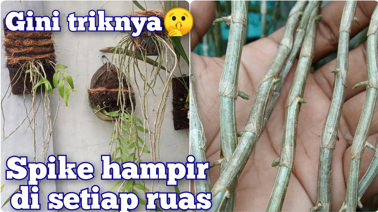 Trik Membungakan Anggrek Tirai