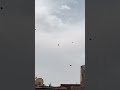 شاهد النورس يهاجم الحمام 