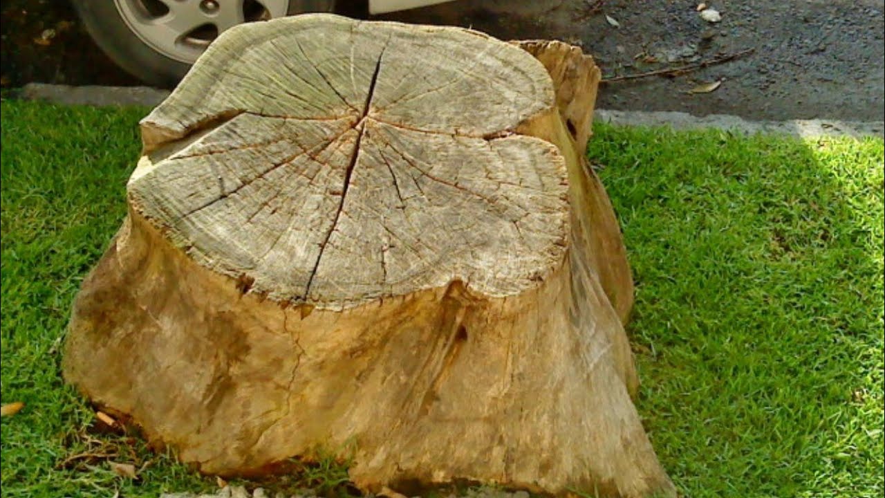 CÓMO SECAR Y MATAR UN ÁRBOL CON SAL Y SIN TALARLO