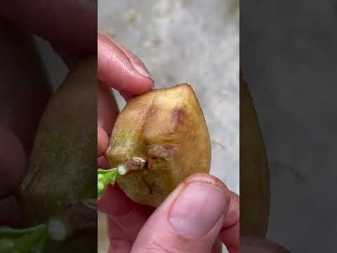 Video: Hortensia - plant en sorg
