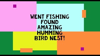 Cool Humming bird video and Busy Bee's first fish. by BUSY BEE EXPLORING 11 views 2 years ago 3 minutes, 38 seconds