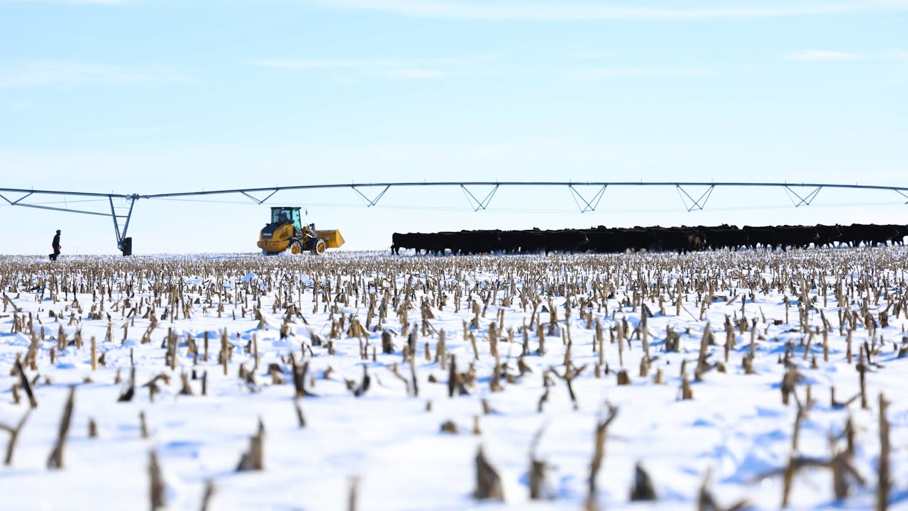 Hauling Heifers Home for Calving YouTube