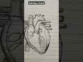 drawing in a heart