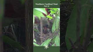 Cardinal Nest part 10 #birds #cardinalbird #nature #nestcamera #wildlife