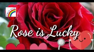 Happy Rose Day 2019 Wishes,Whatsapp Video message,Greetings,Message,Download Beautiful Quotes
