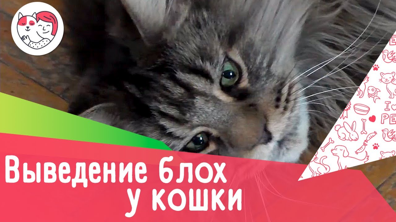 4 способа выведения блох у кошки