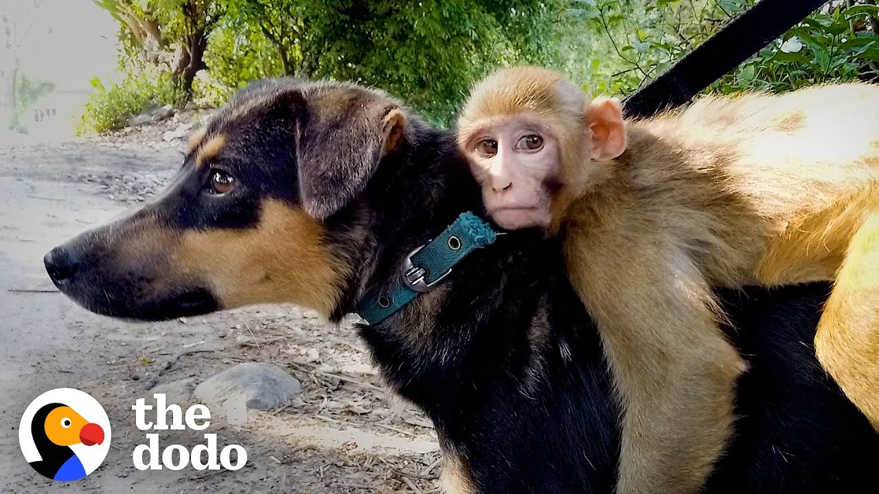 Baby Monkey Thinks This Dog Is Her Mom And She Rides Her Everywhere The Dodo