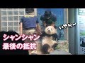 2018/10/26 回収シャンシャン！最後の抵抗。でもおリンゴ～♡　Giant Panda Xiang Xiang