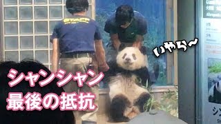 2018/10/26 回収シャンシャン！最後の抵抗。でもおリンゴ～♡　Giant Panda Xiang Xiang